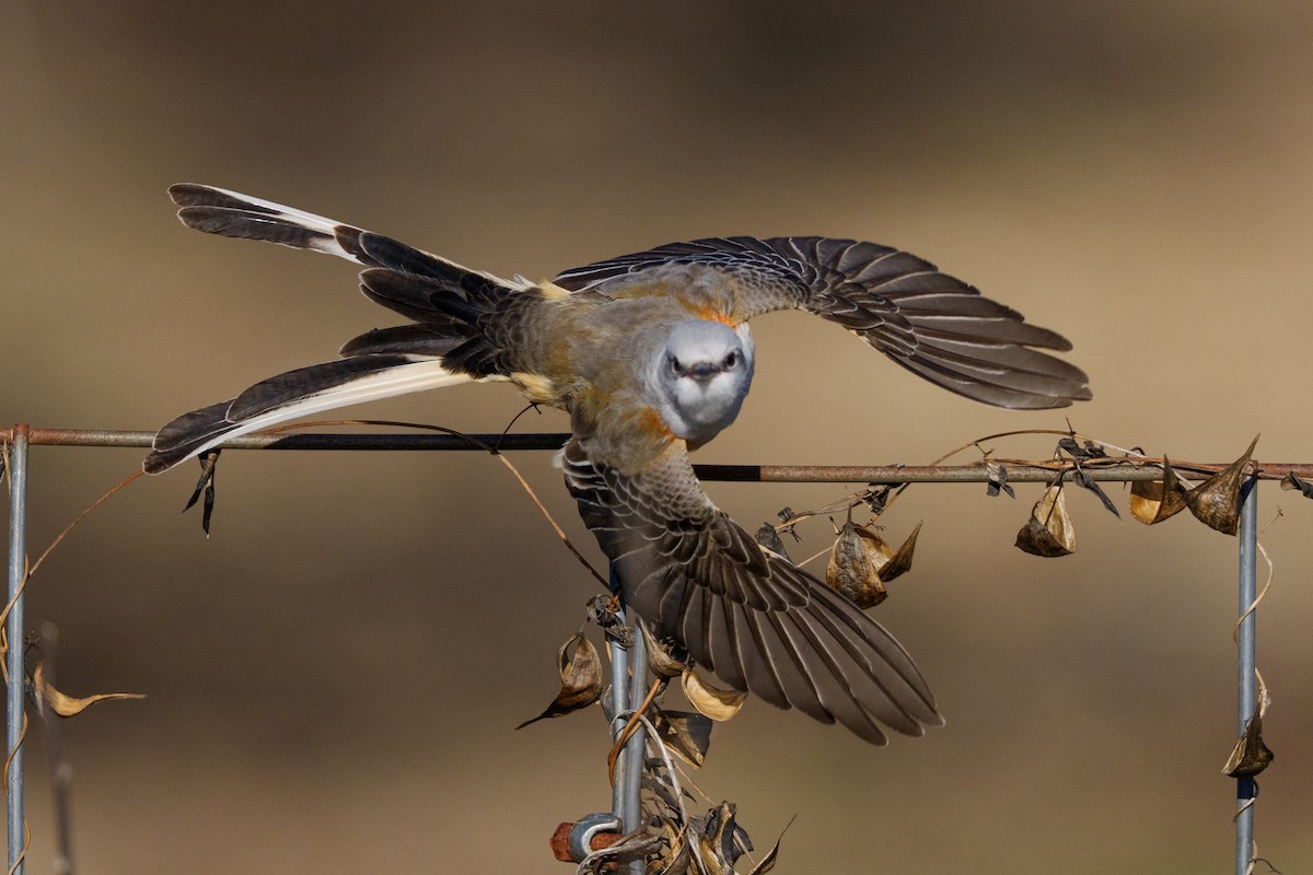 Scissor-tailed Flycatcher - ML646159819