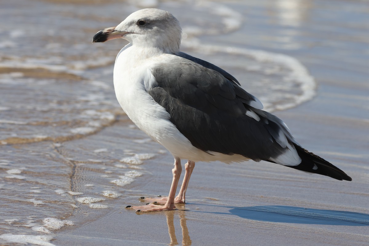 Yellow-footed Gull - ML646159823