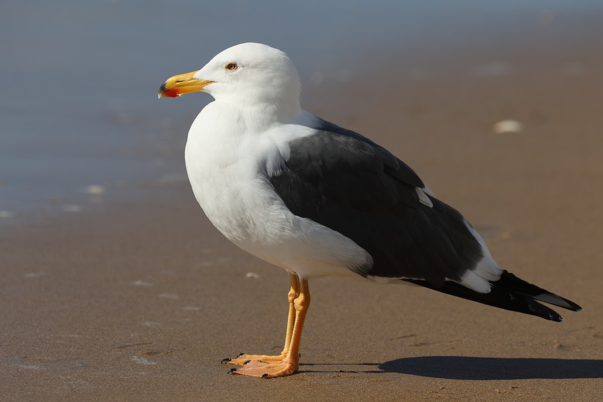 Yellow-footed Gull - ML646159825
