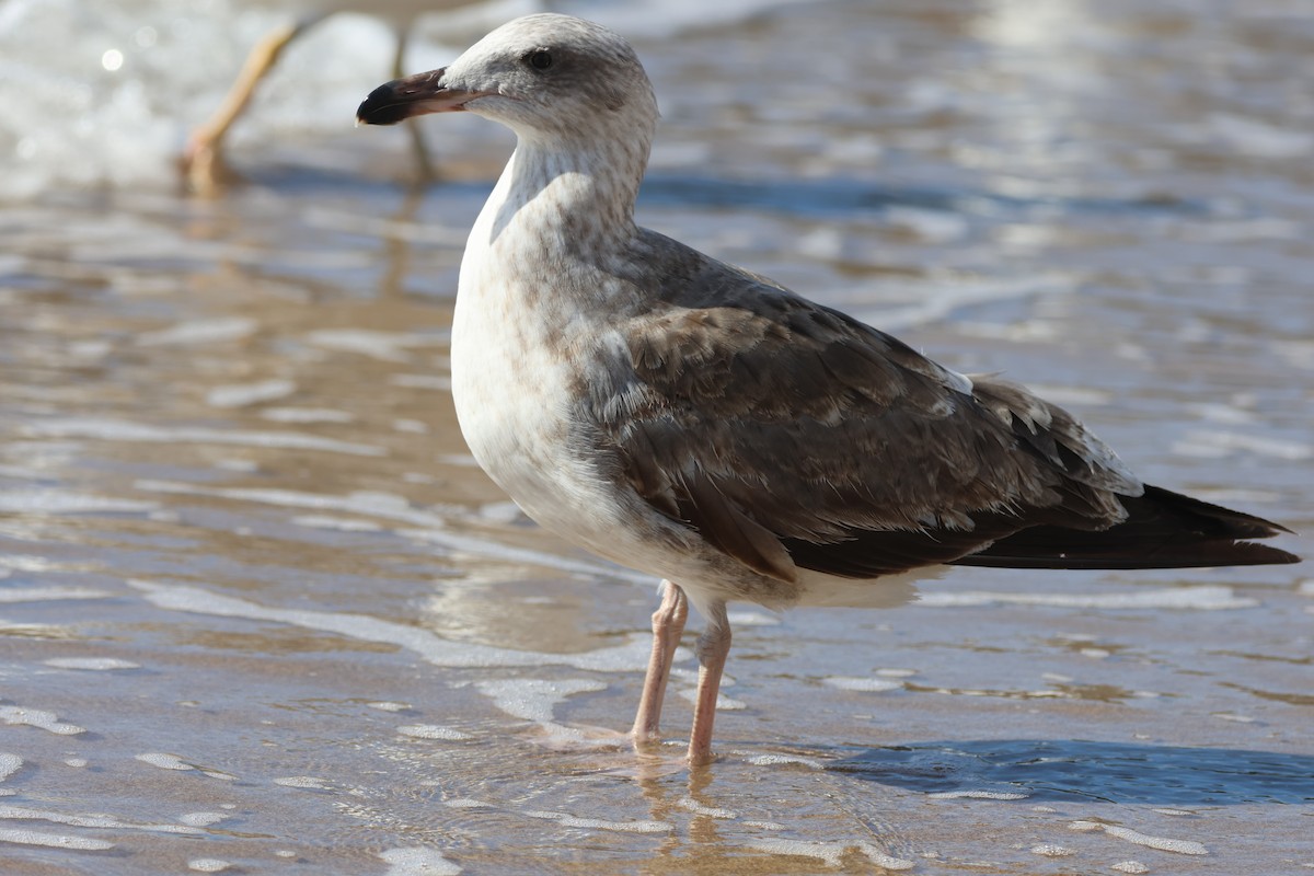 Yellow-footed Gull - ML646159829