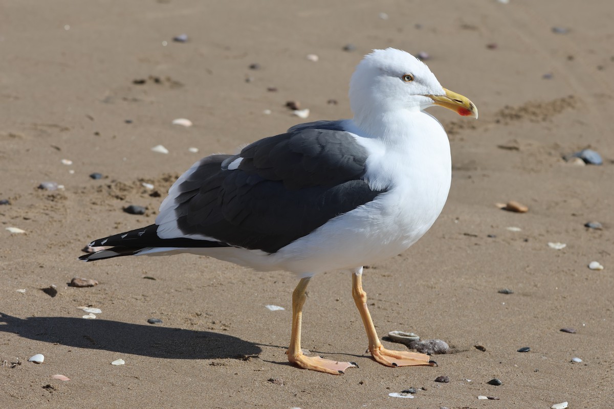 Yellow-footed Gull - ML646159830