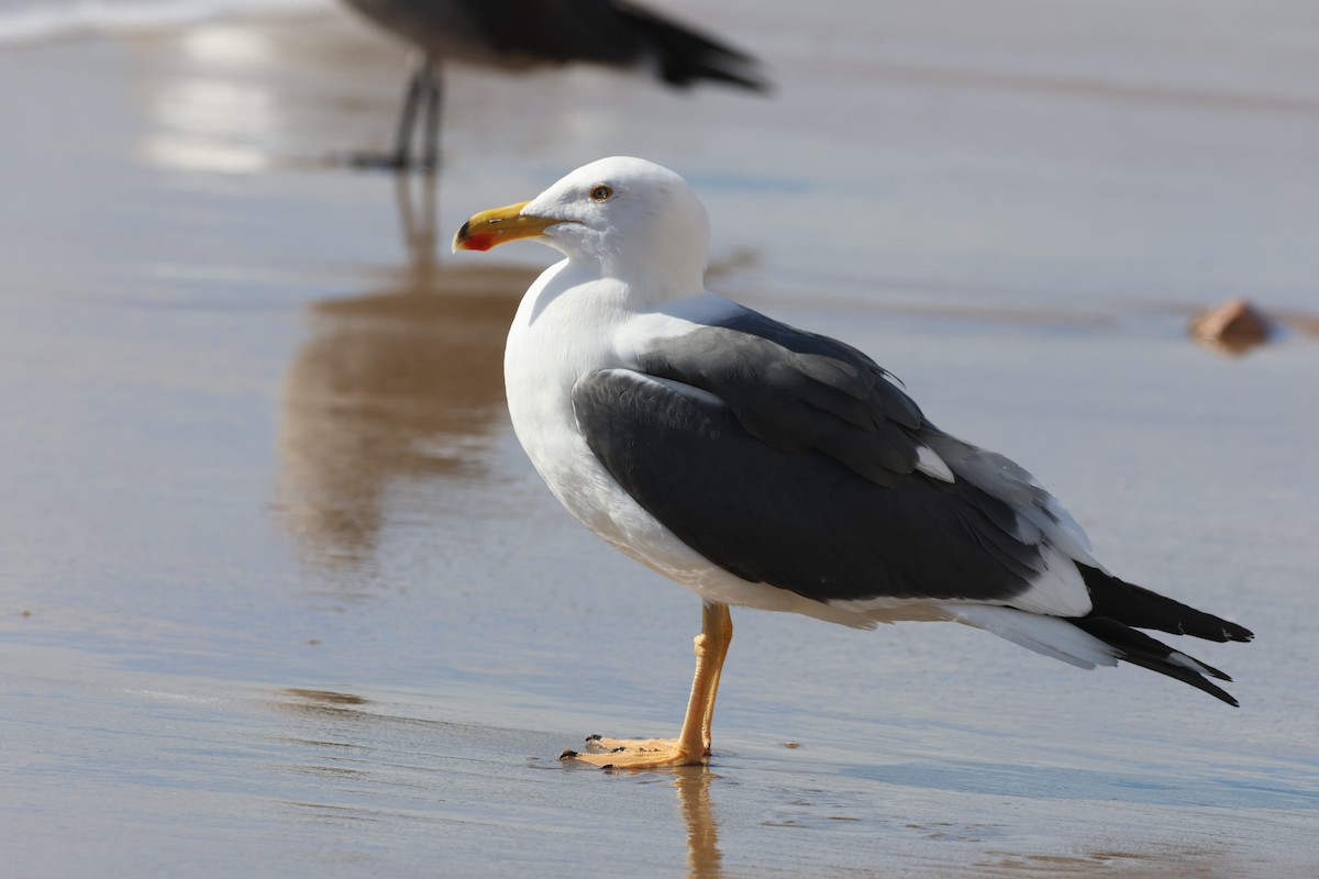 Yellow-footed Gull - ML646159832