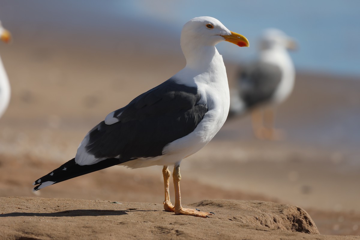 Yellow-footed Gull - ML646159833