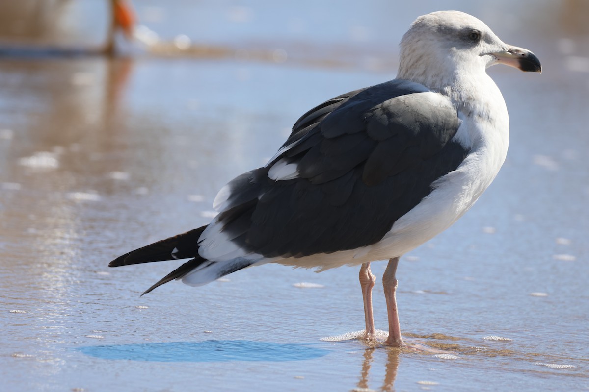 Yellow-footed Gull - ML646159834