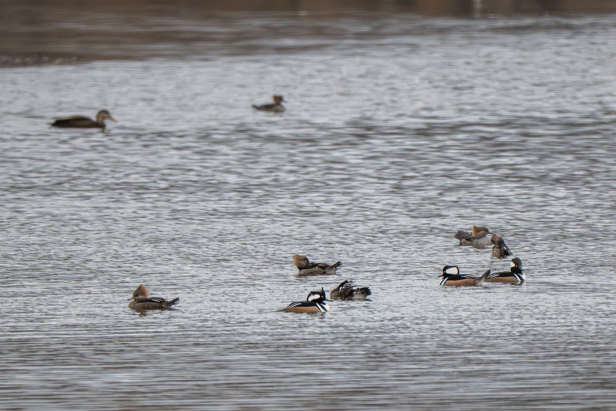 Hooded Merganser - ML646159838