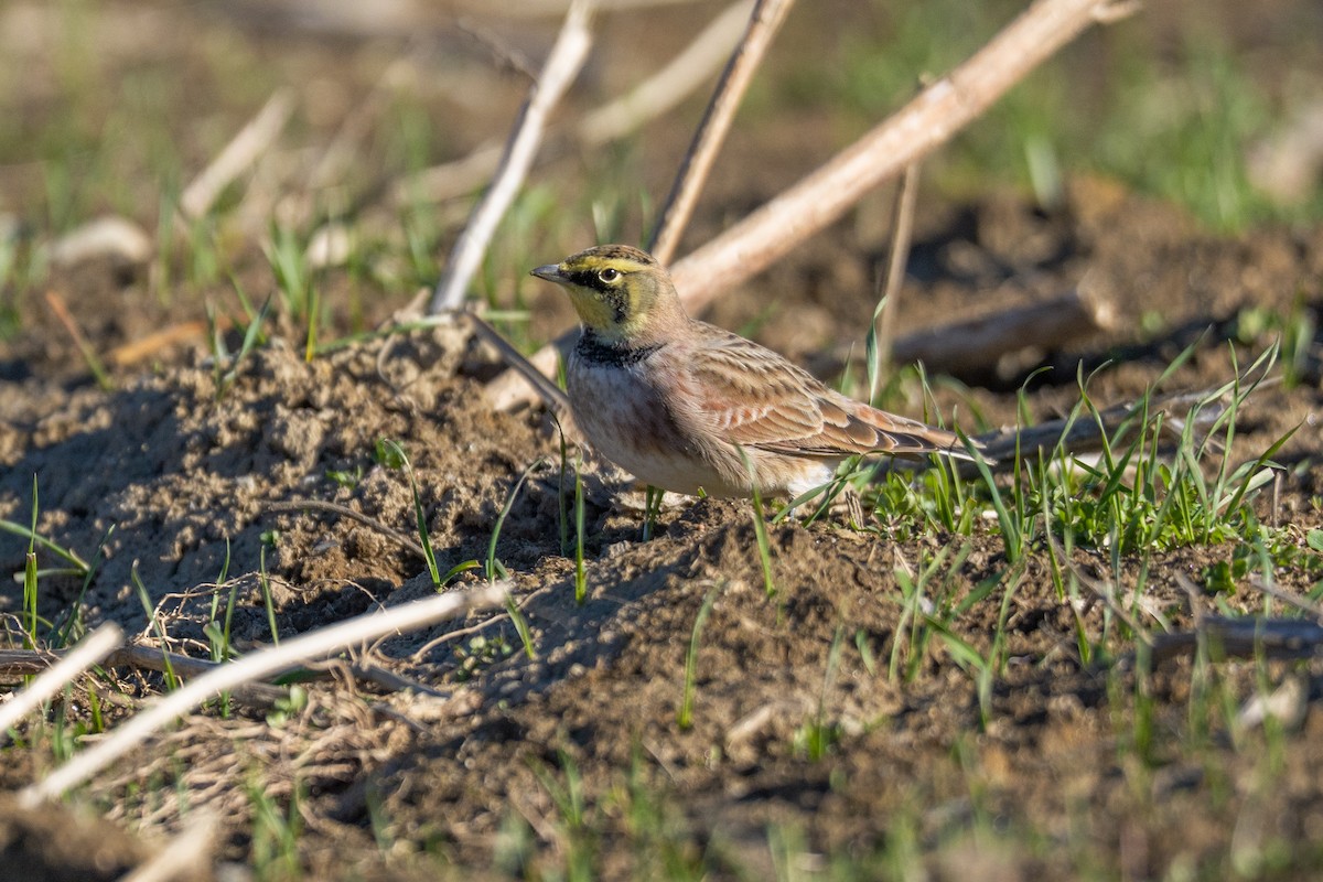 Horned Lark - ML646159840