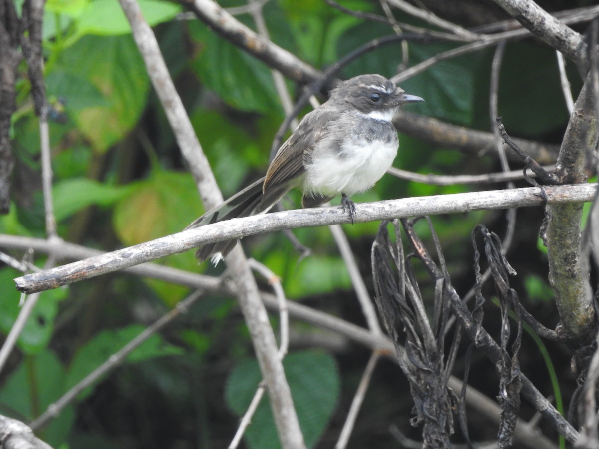 Malaysian Pied-Fantail - ML646159841
