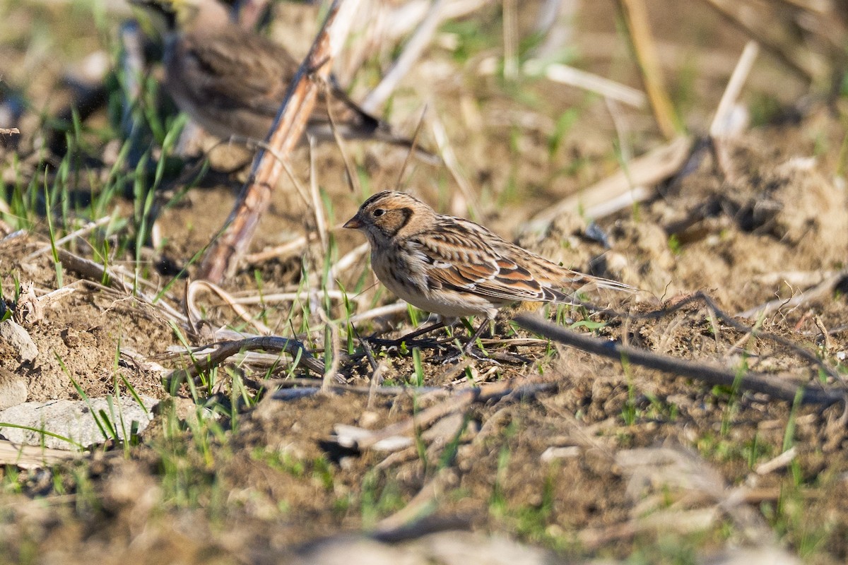 Lapland Longspur - ML646159850