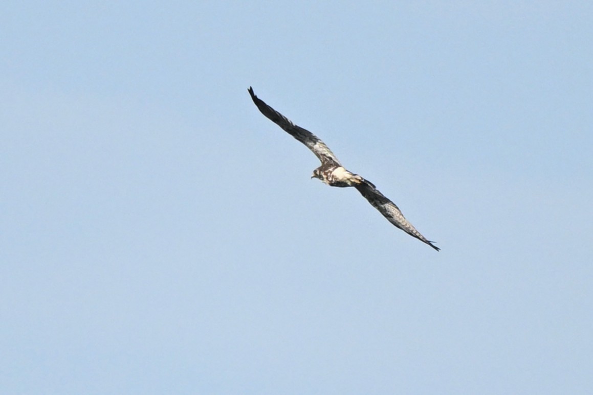 White-tailed Hawk - ML646159853