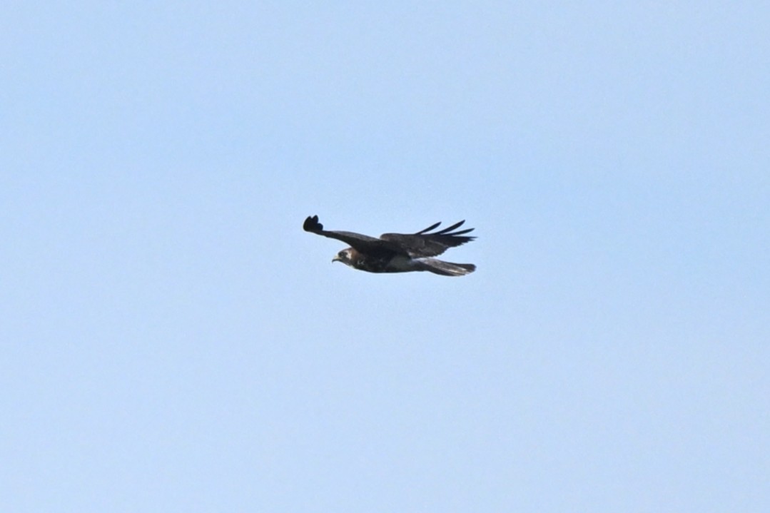 White-tailed Hawk - ML646159854