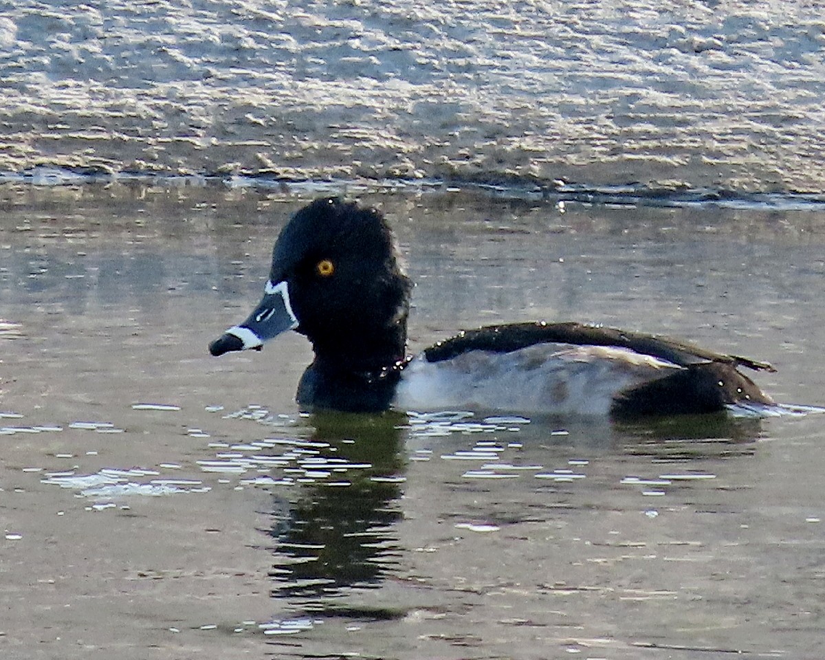 Ring-necked Duck - ML646159857