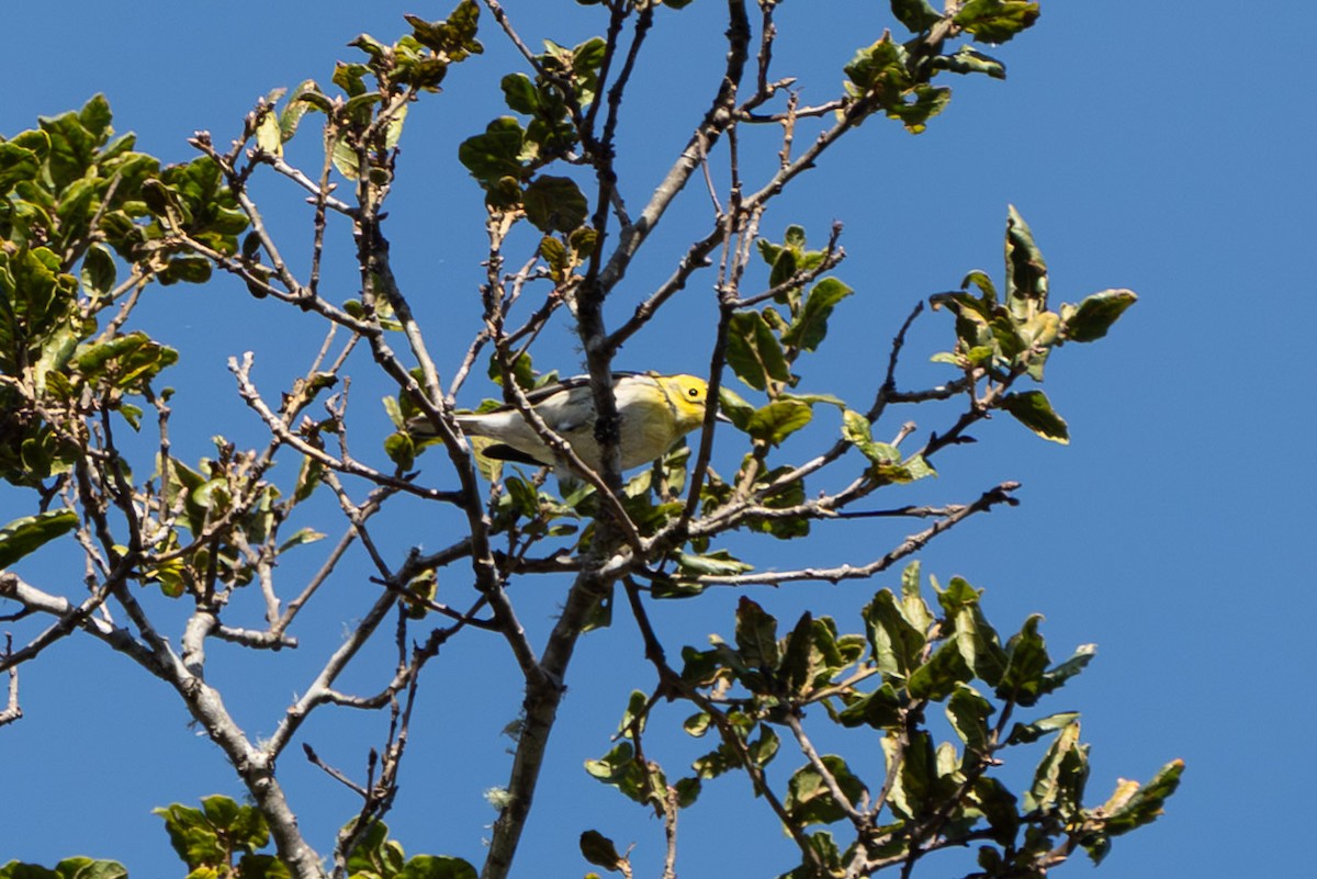 Townsend's x Hermit Warbler (hybrid) - ML646159861