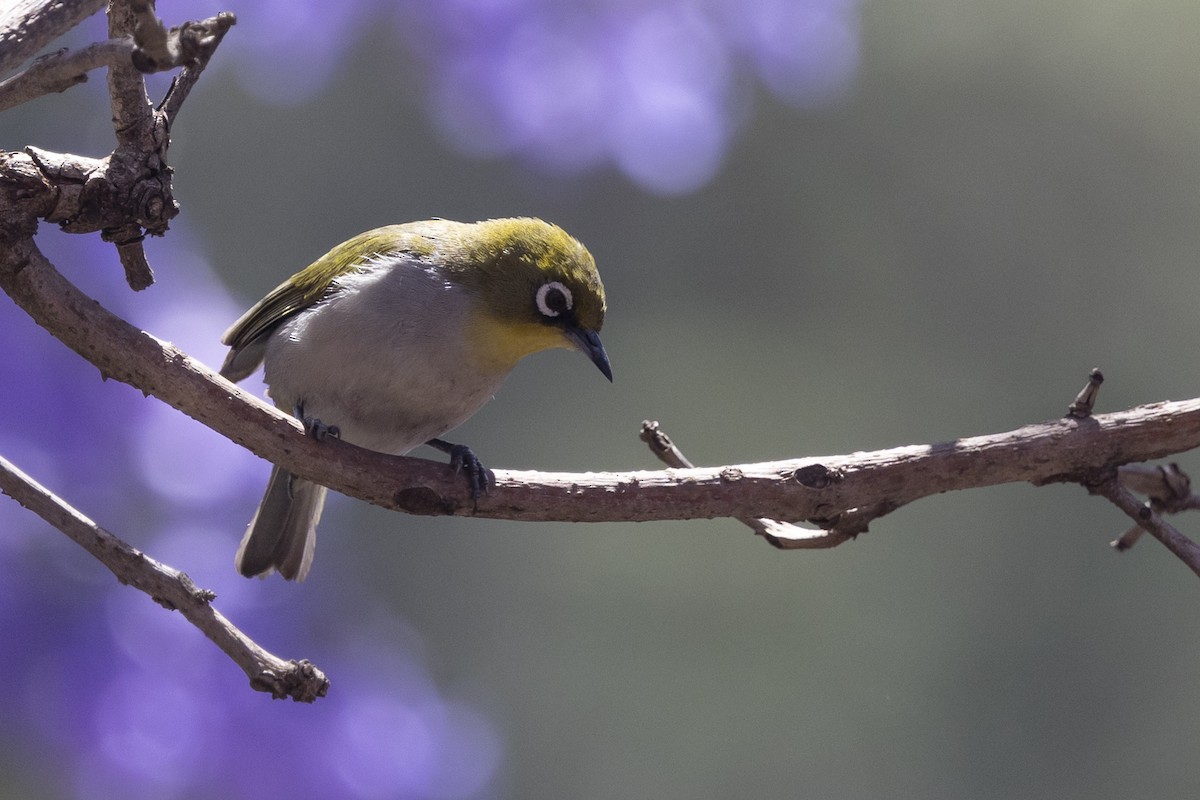Malagasy White-eye - ML646159864