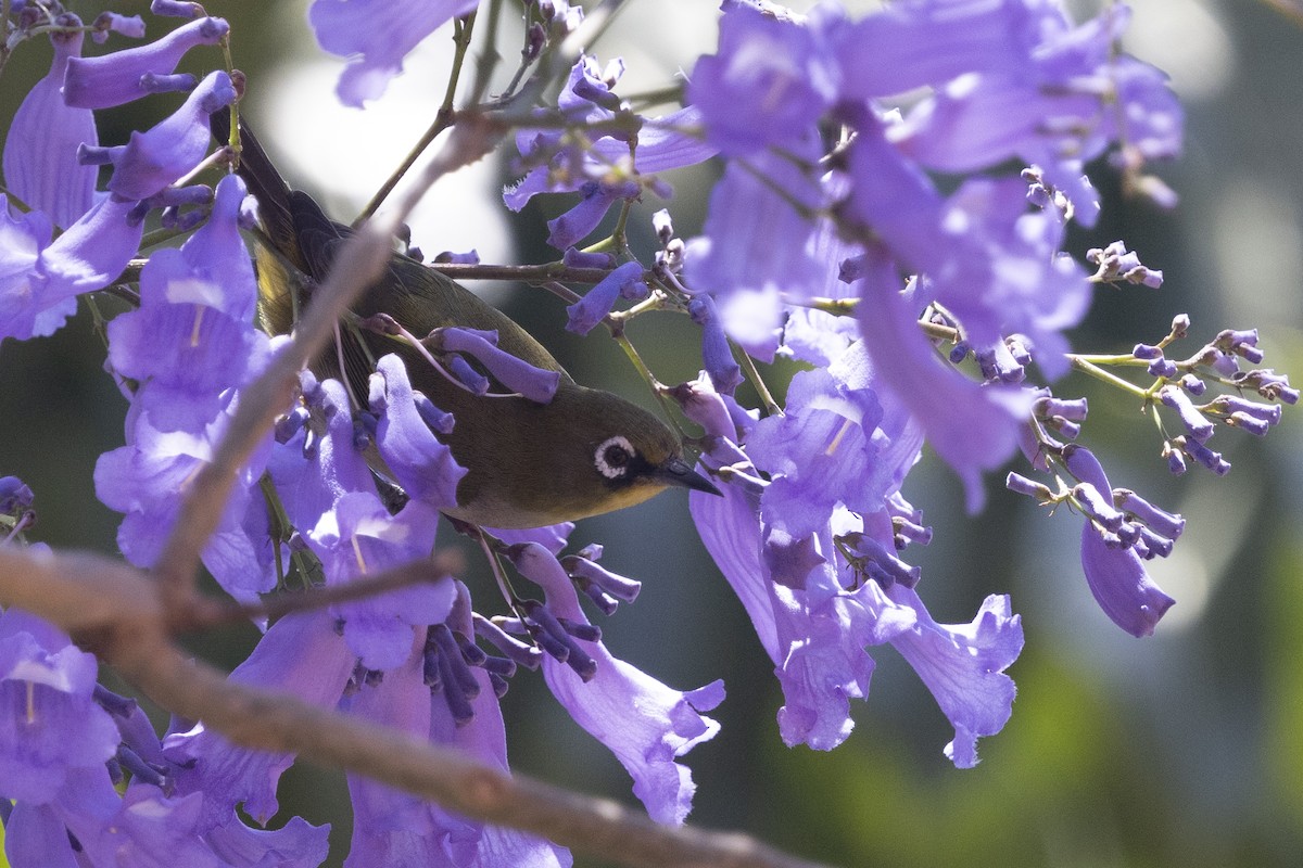 Malagasy White-eye - ML646159865