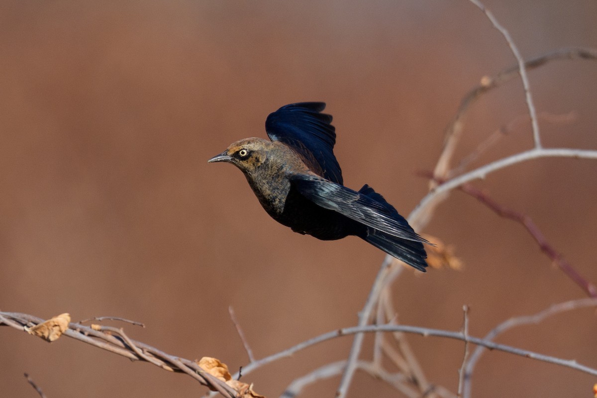 kanadatrupial - ML646159866