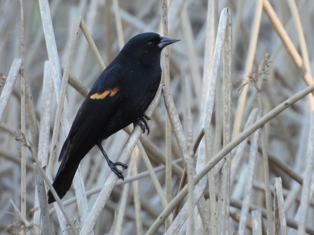 Red-winged Blackbird - ML646159867