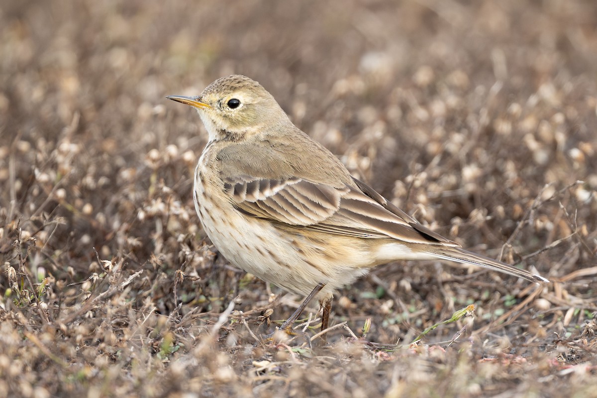 American Pipit - ML646159871