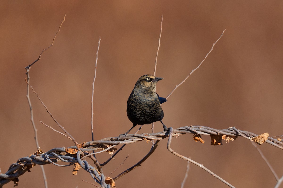 kanadatrupial - ML646159872