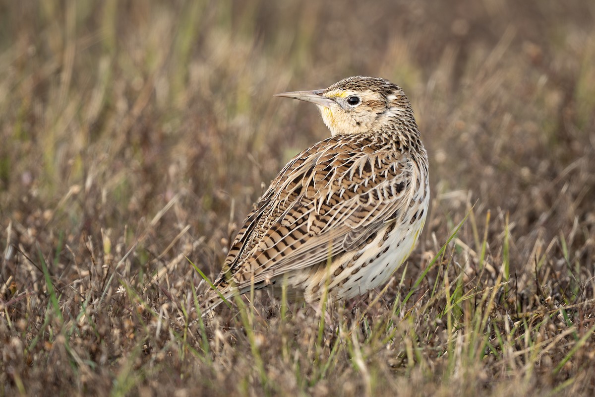 Eastern Meadowlark - ML646159875