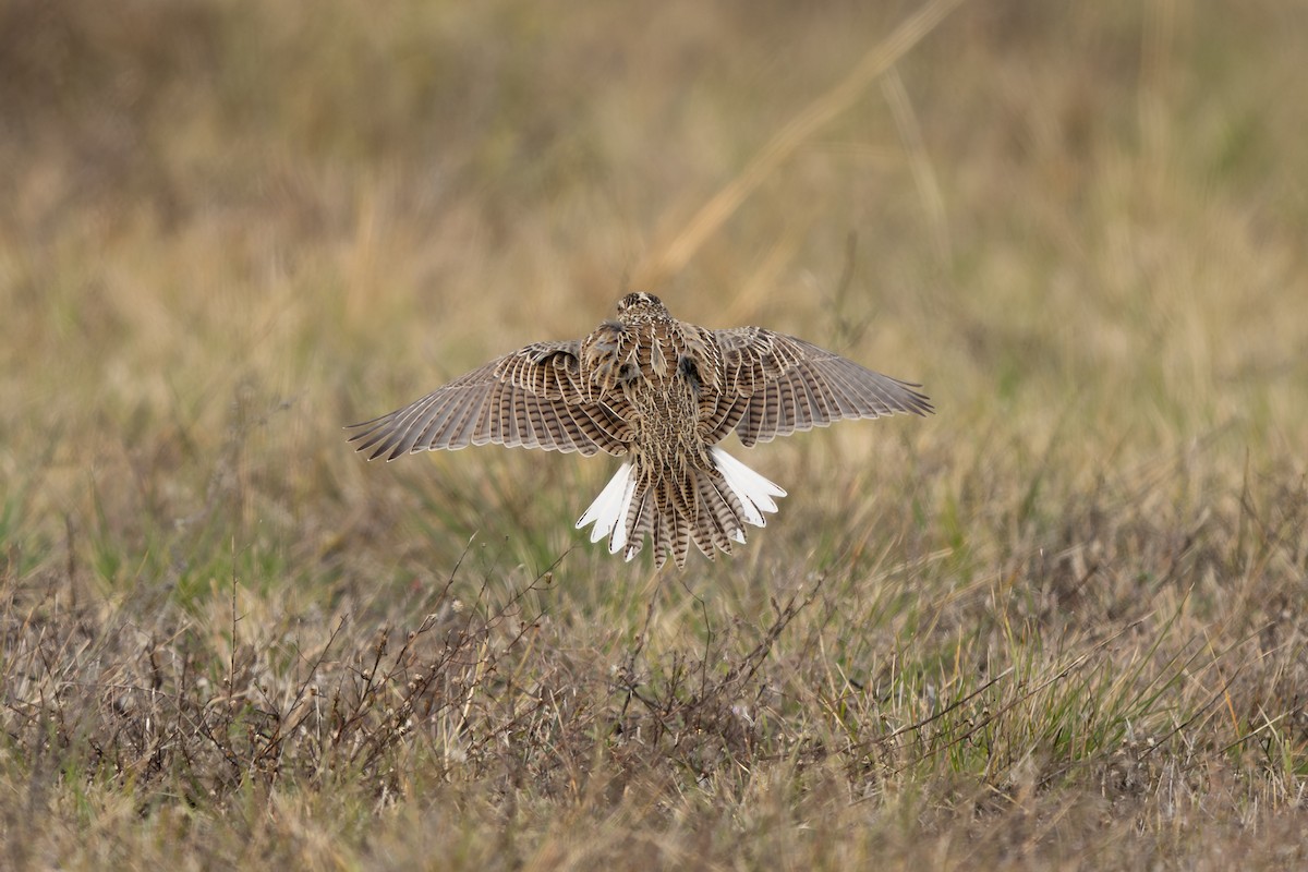 Eastern Meadowlark - ML646159876