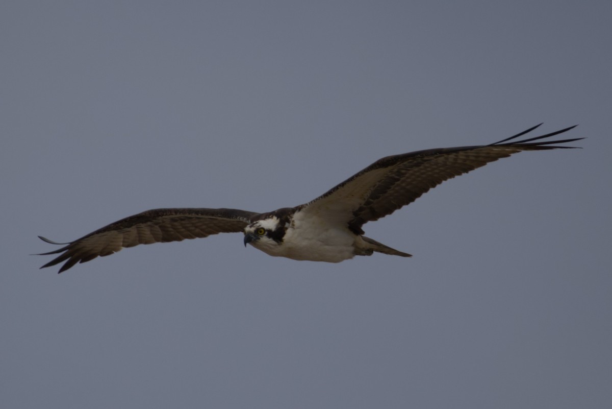 Osprey - ML646159884