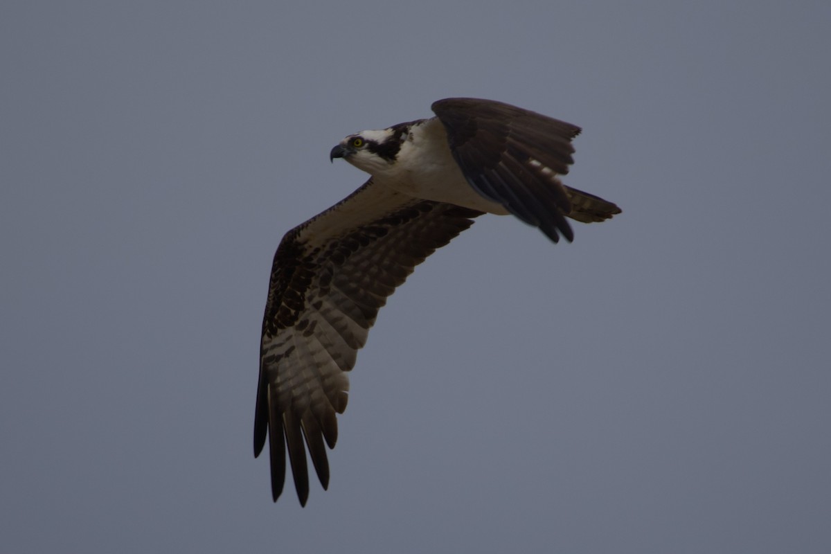 Osprey - ML646159885