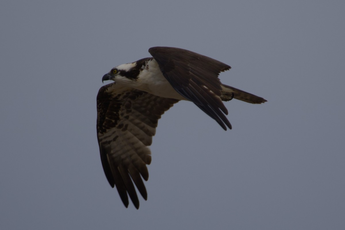 Osprey - ML646159890