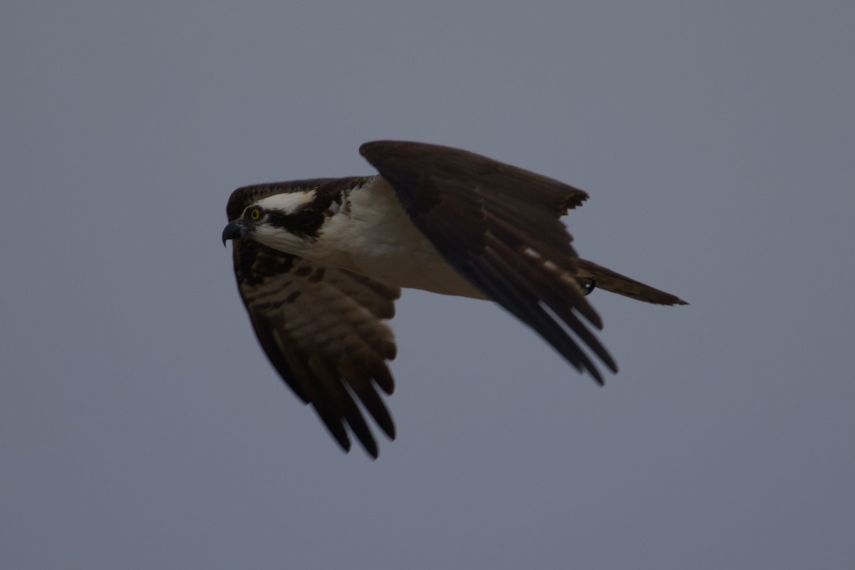 Osprey - ML646159894