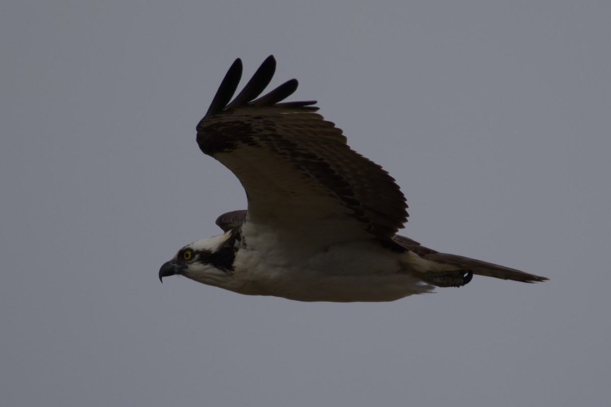 Osprey - ML646159895
