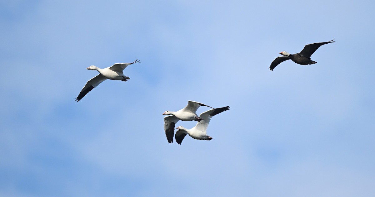 Snow Goose - ML646159896