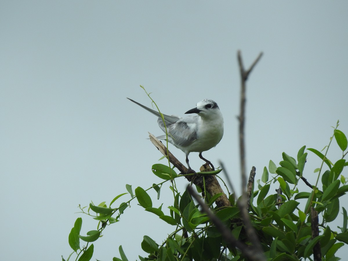Whiskered Tern - ML646159903