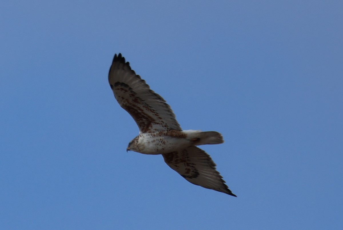 Ferruginous Hawk - ML646159906