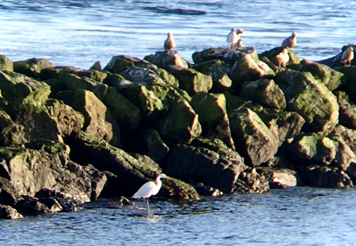 Great Egret - ML646159907