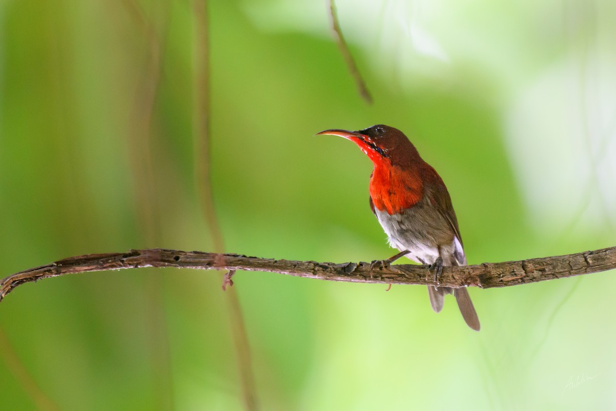 Suimanga Siparaja - ML646159910