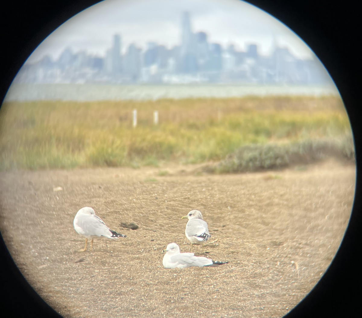 Short-billed Gull - ML646159912