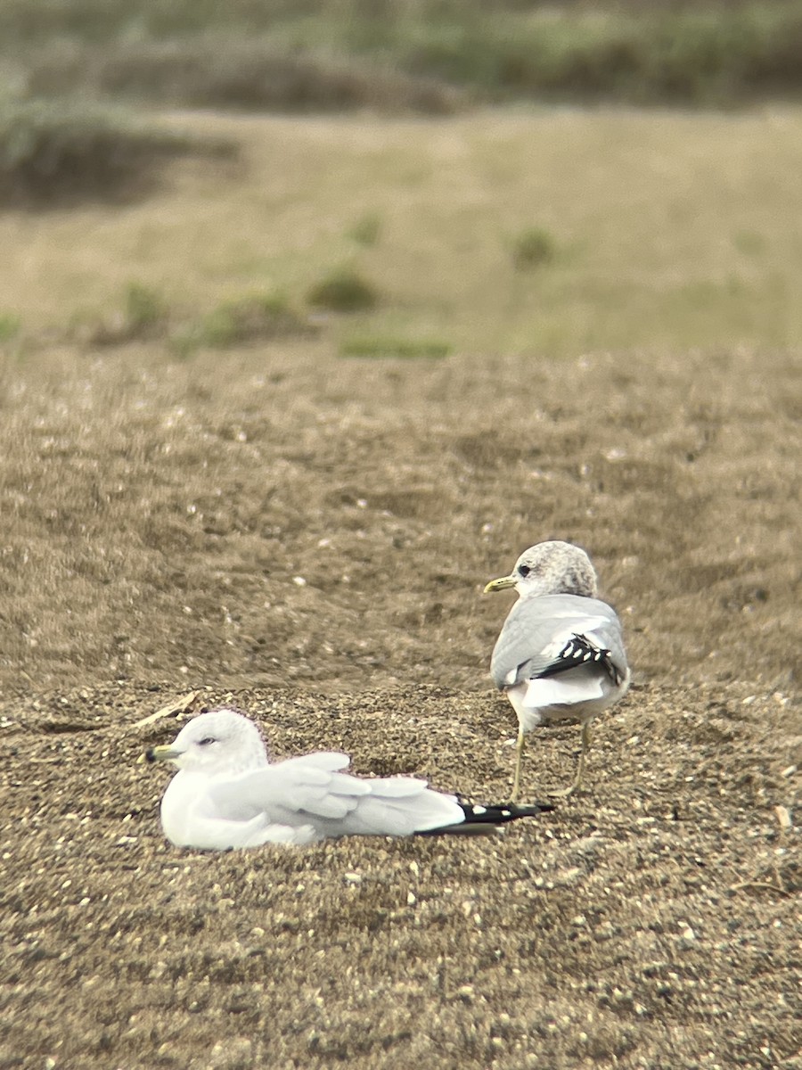 Short-billed Gull - ML646159913