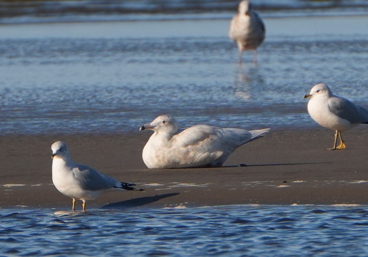 Glaucous Gull - ML646159915