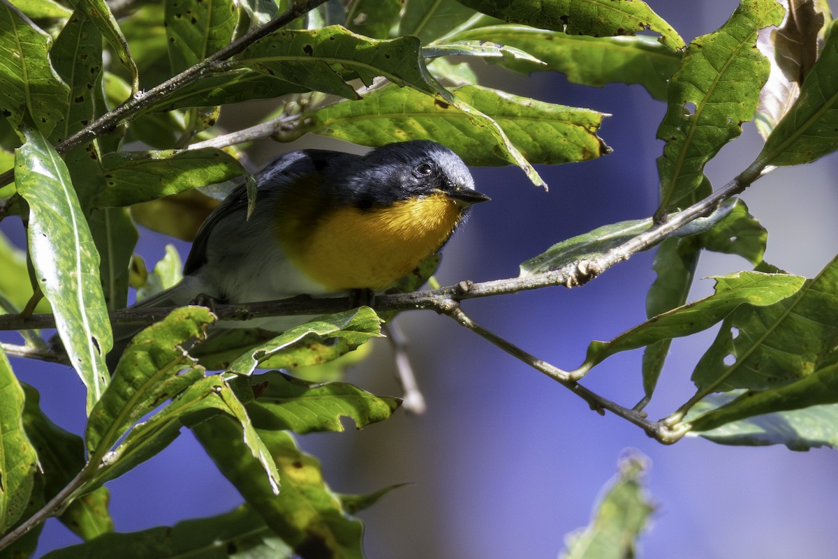 Flame-throated Warbler - ML646159919