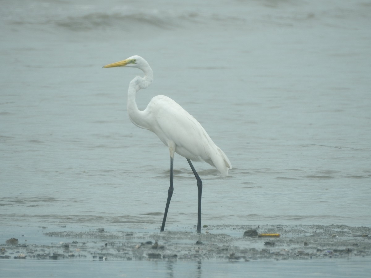 Great Egret - ML646159929
