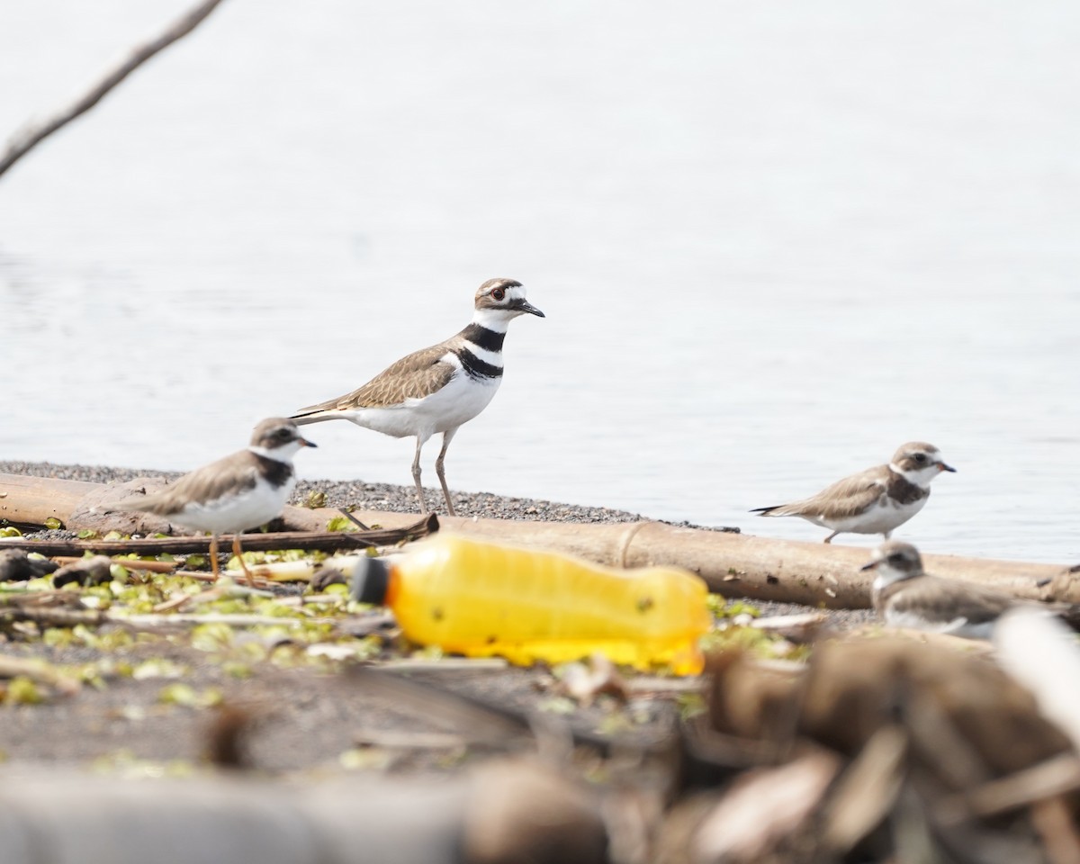 Kildir txirritxoa - ML646159933