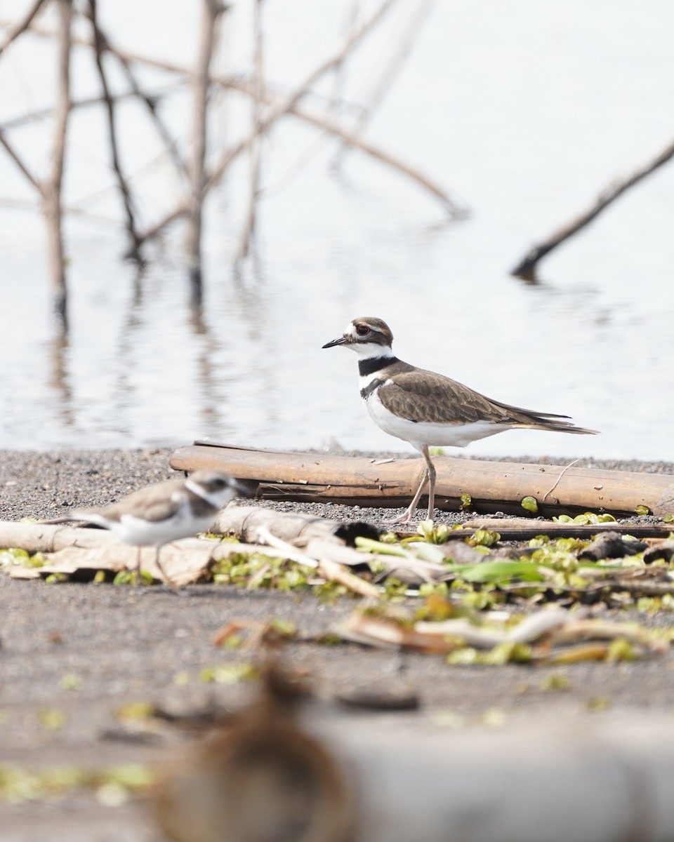 Kildir txirritxoa - ML646159934