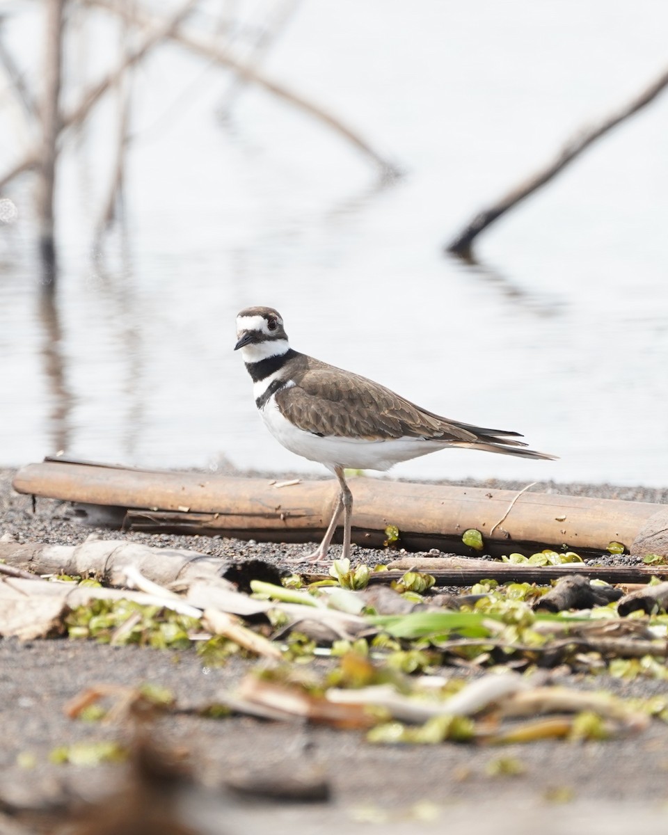 Kildir txirritxoa - ML646159935