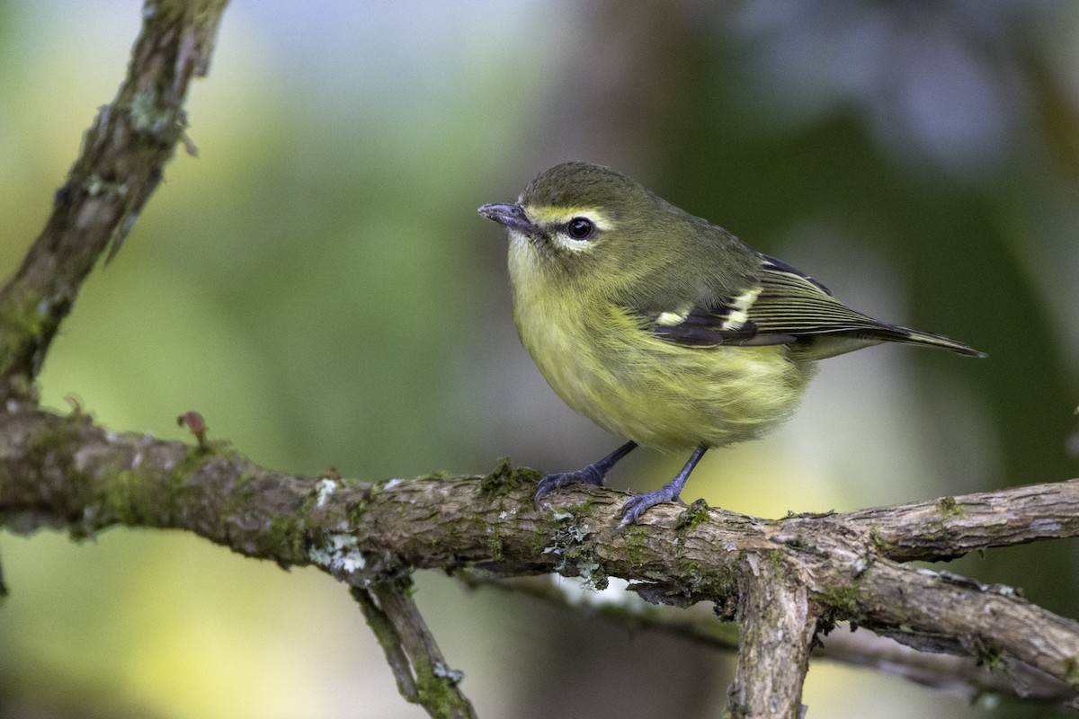 Yellow-winged Vireo - ML646159937
