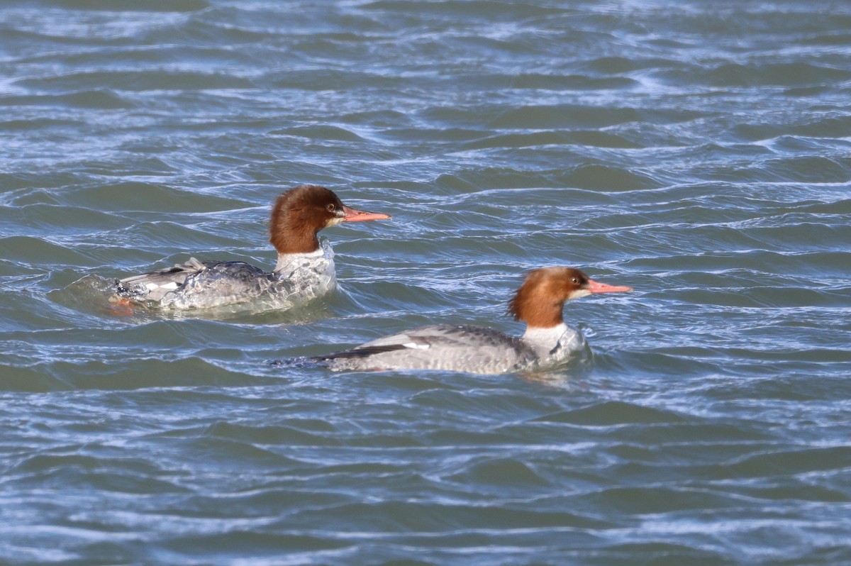 Common Merganser - ML646159939