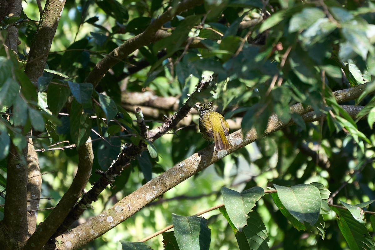 Striated Bulbul - ML646159940