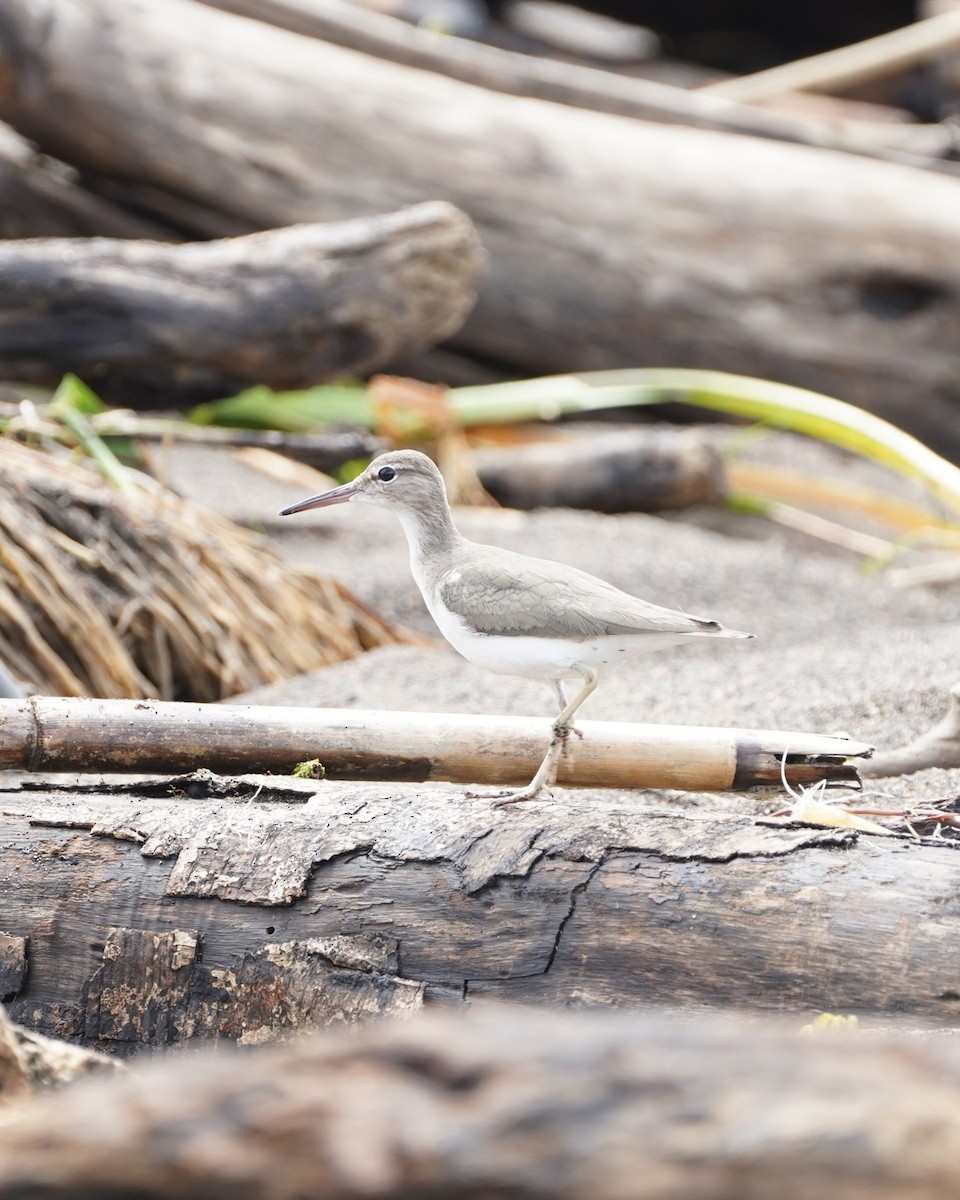 Spotted Sandpiper - ML646159941
