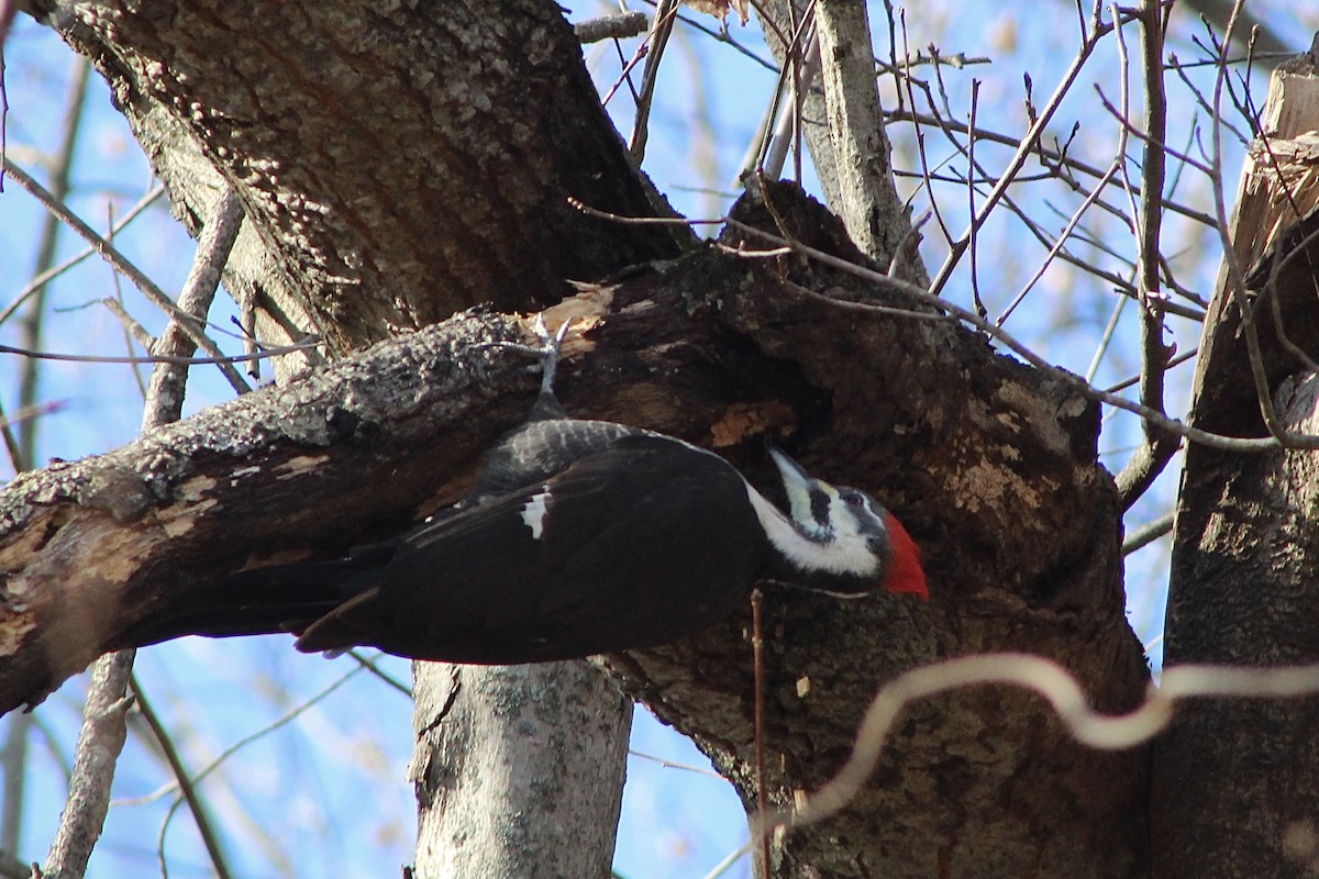 Pileated Woodpecker - ML646159942