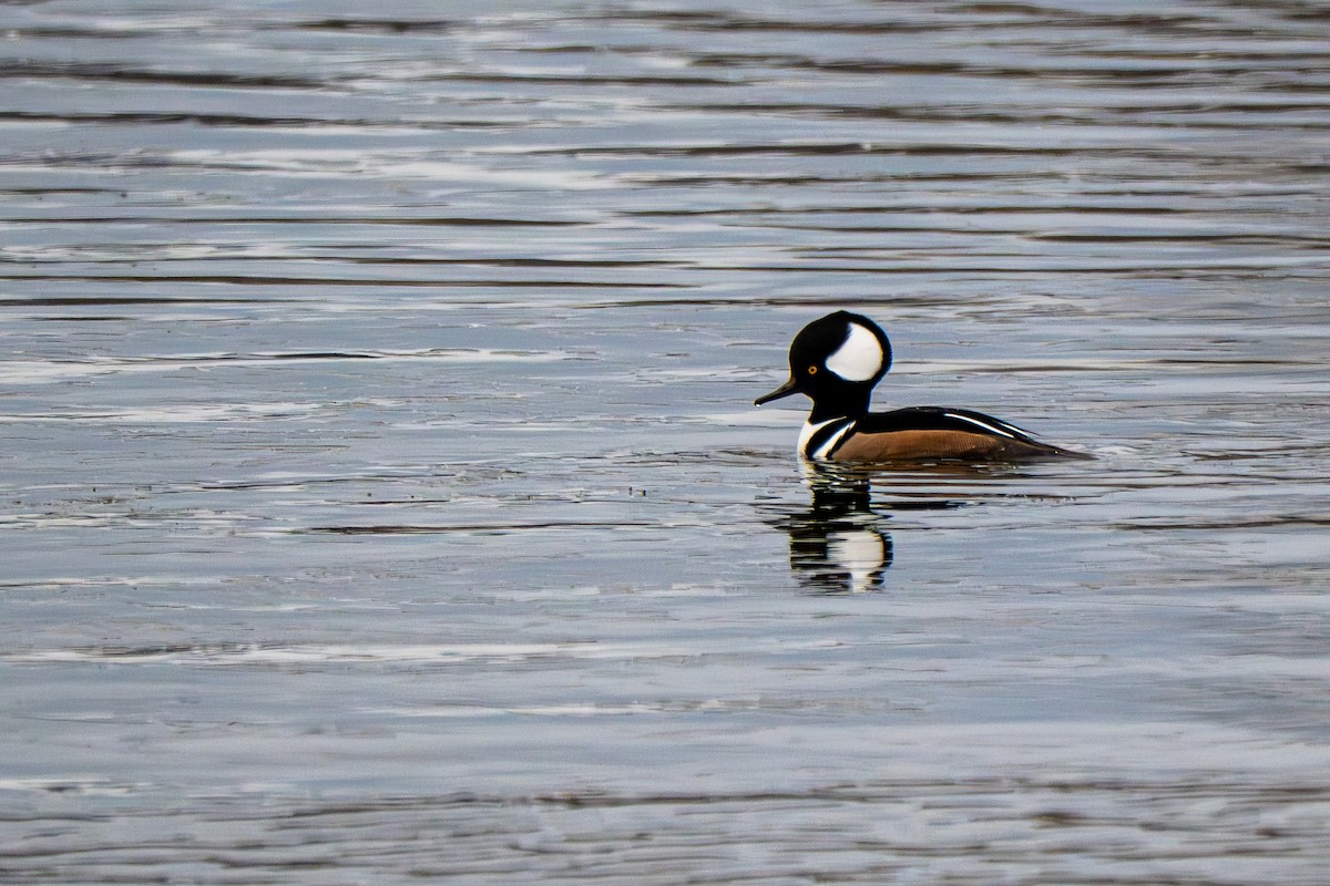 Hooded Merganser - ML646159943