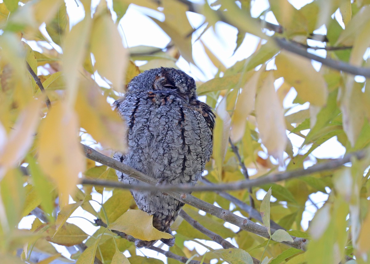 flammeugle - ML646159944