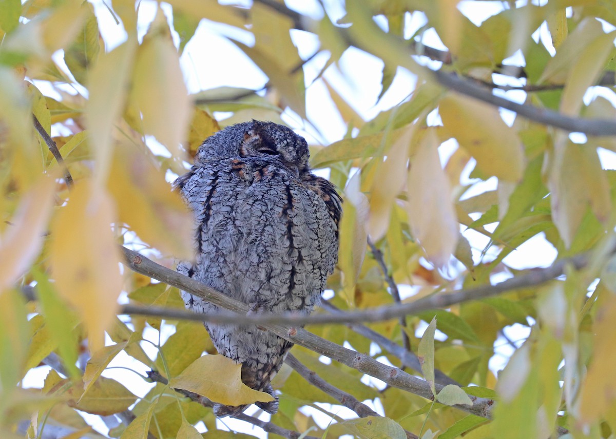 flammeugle - ML646159945